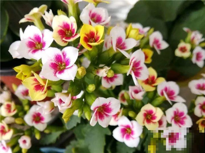 80个长寿花品种，全都美极了，只养1盆真的不够！