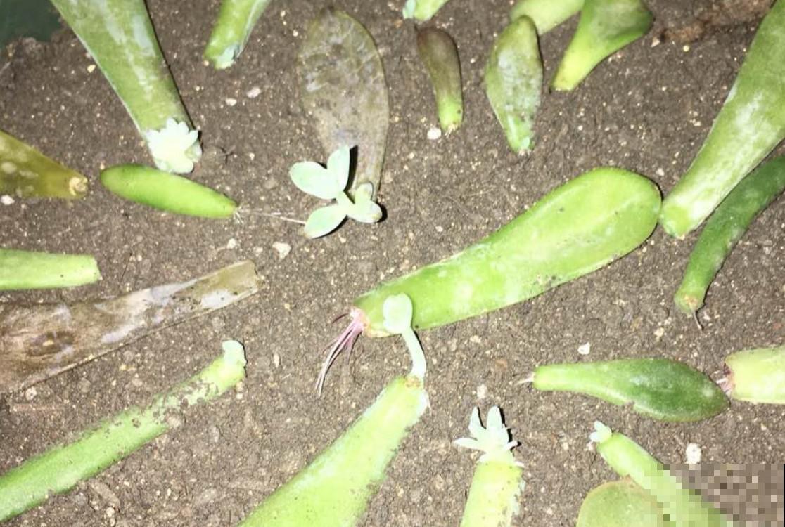 多肉平躺就生根，不用花钱，就能养上十几盆！