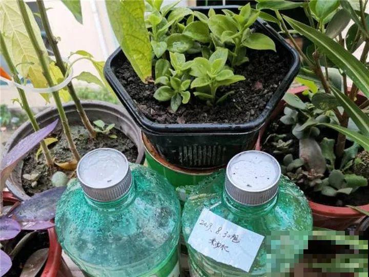 这6种花快施肥，根壮叶绿，还能提早开花！