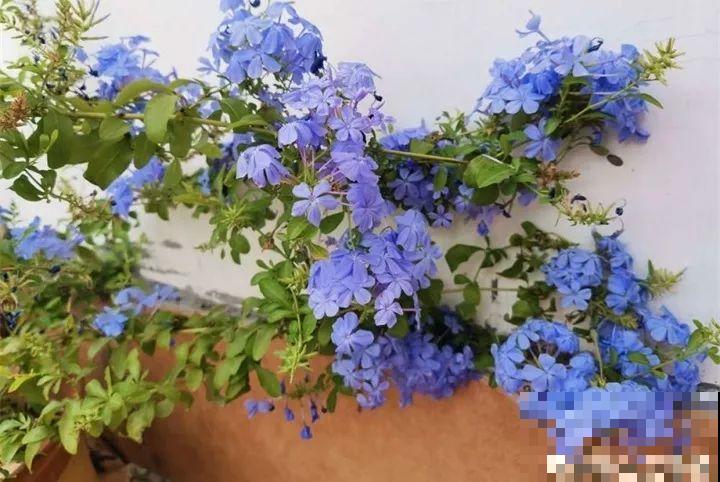 40种常见花，冬天就这么养，叶子绿油油照开不误！