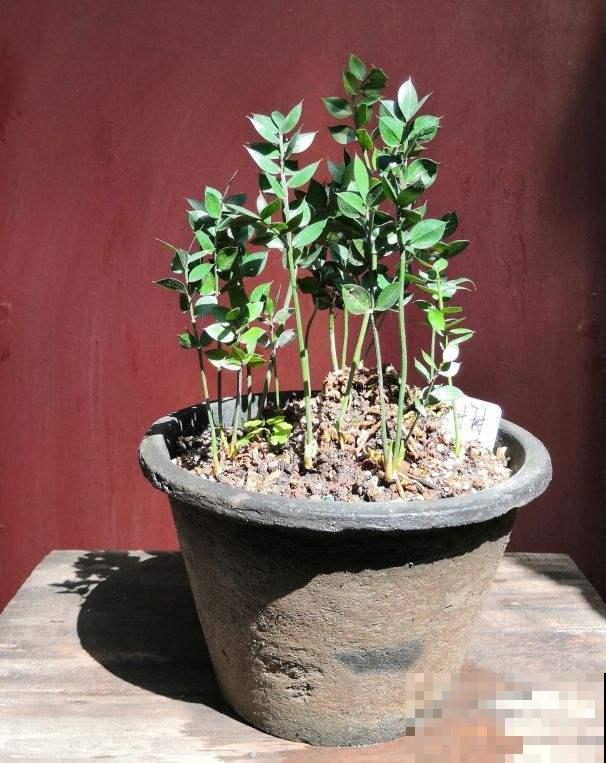 秋天在阳台养花，这样自己制作肥料，不花钱就能把植物养爆盆