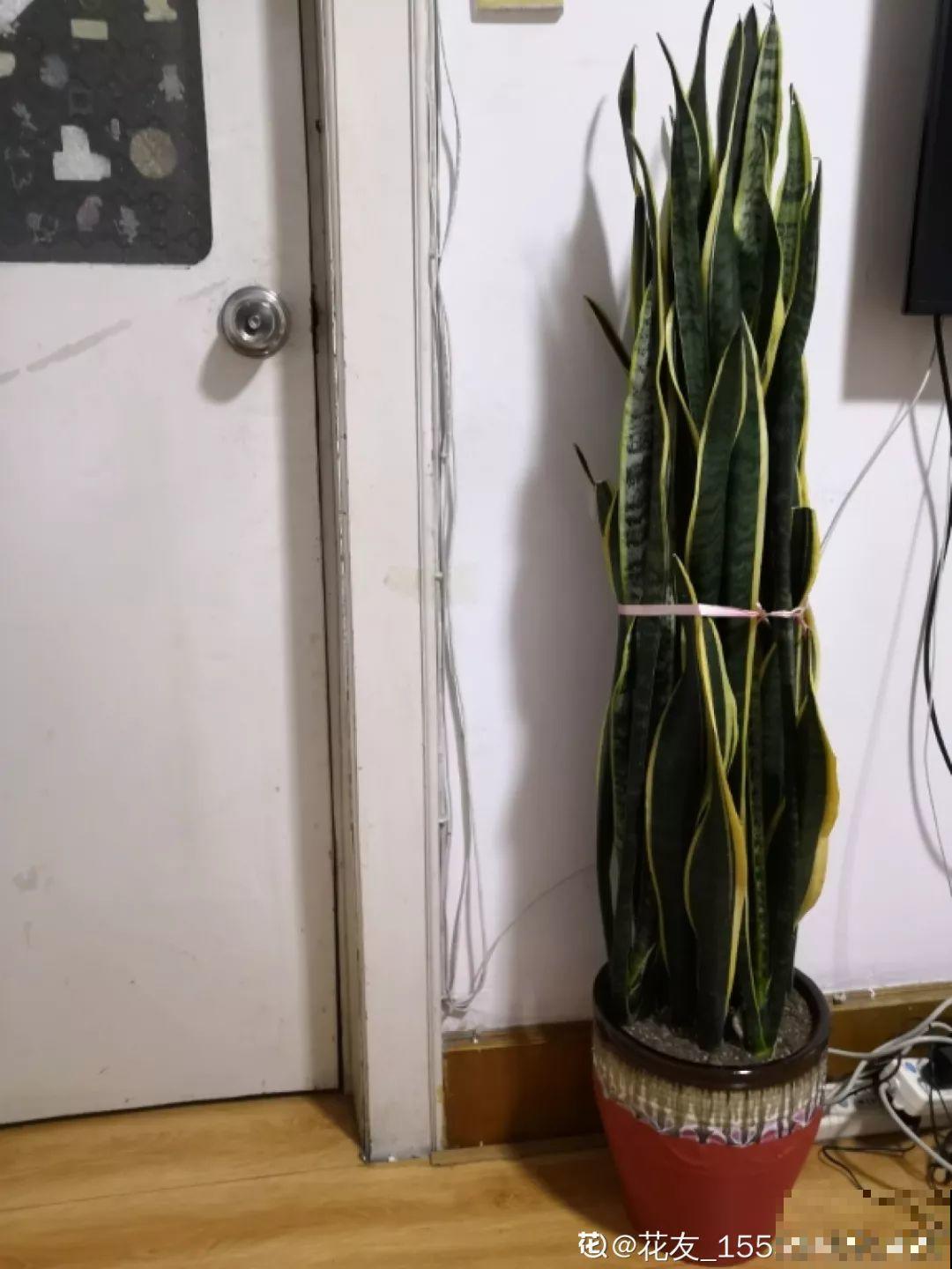 敲个鸡蛋埋土里，吊兰猛蹿个，蹭蹭长成绿瀑布！