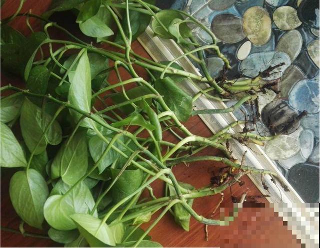 8种花秋冬要穷养，水一多就烂根，再不救只剩空盆！