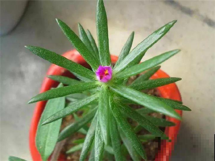 农村的马齿苋，变异后成2米老桩，很多人都争着养！