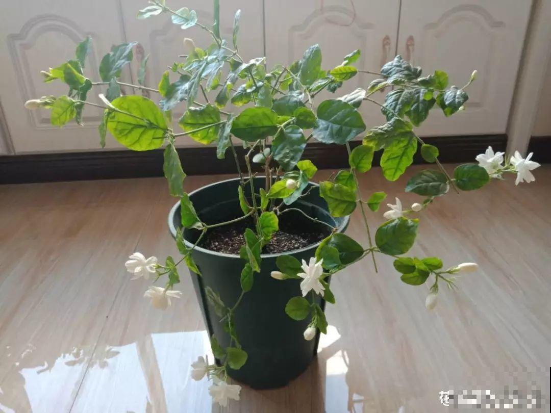 养花别用这种盆，养啥死啥，1棵都不剩！