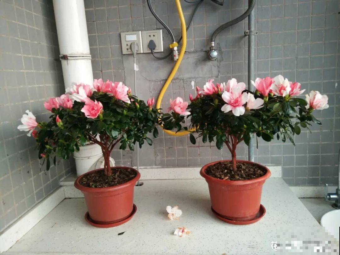 花市里猫腻多，碰见这10种花，再便宜也别买！