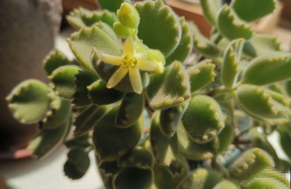 这些奇怪的花真好养，一个一个奇怪，养起来还解压！