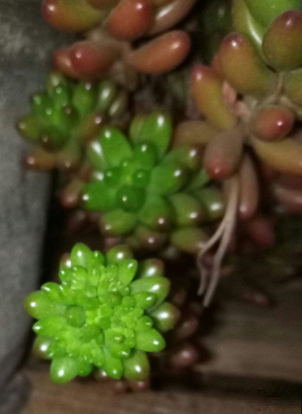 这花喜欢淋雨，越淋越好看，真奇怪