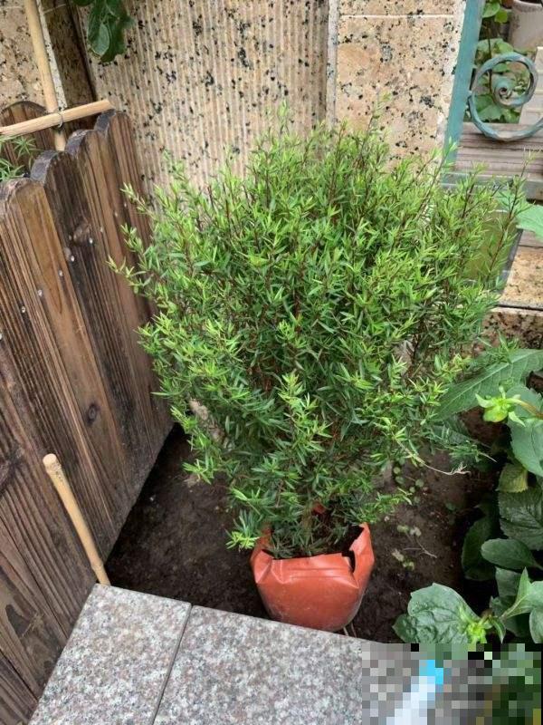 这菜开花堪比精品盆栽，你还舍得吃吗？放厨房太亮眼了！