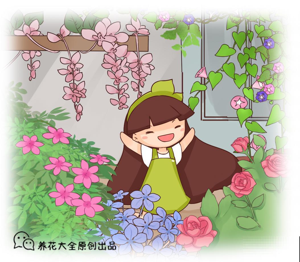这藤本植物，一年开三季，开出来绚烂多姿
