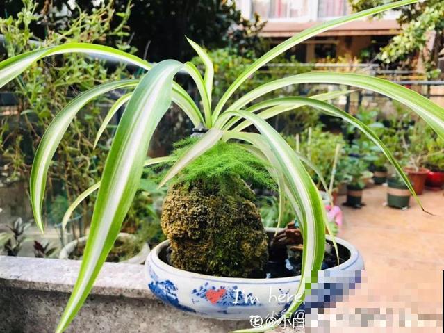 只要敢想，破瓦片也能做成景观，自己DIY比买的还漂亮！
