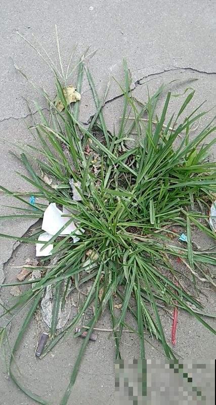 这种荒地野草能泡澡，力大如牛者都拔不动，村里人笑称大屁股草