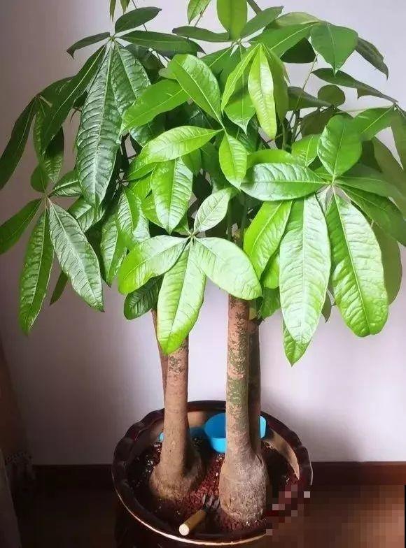 想要长寿花冬天抗冻一点，趁现在撒把肥，叶子厚实开花还多！