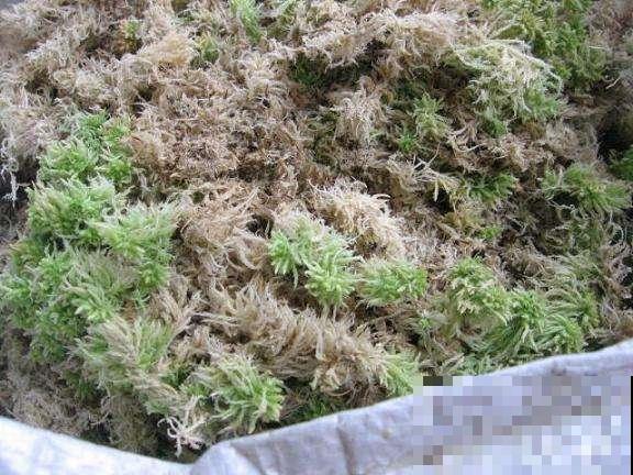 秋天懒得浇水，盆面铺层这玩意，俩月不用管也能蹭蹭长！