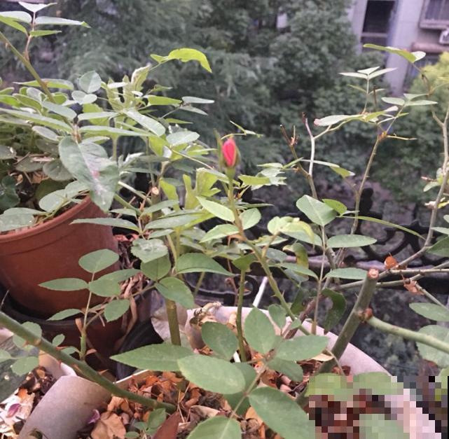 这3种花，冬天别乱折腾，小心最后只剩光秃秃的枝干！