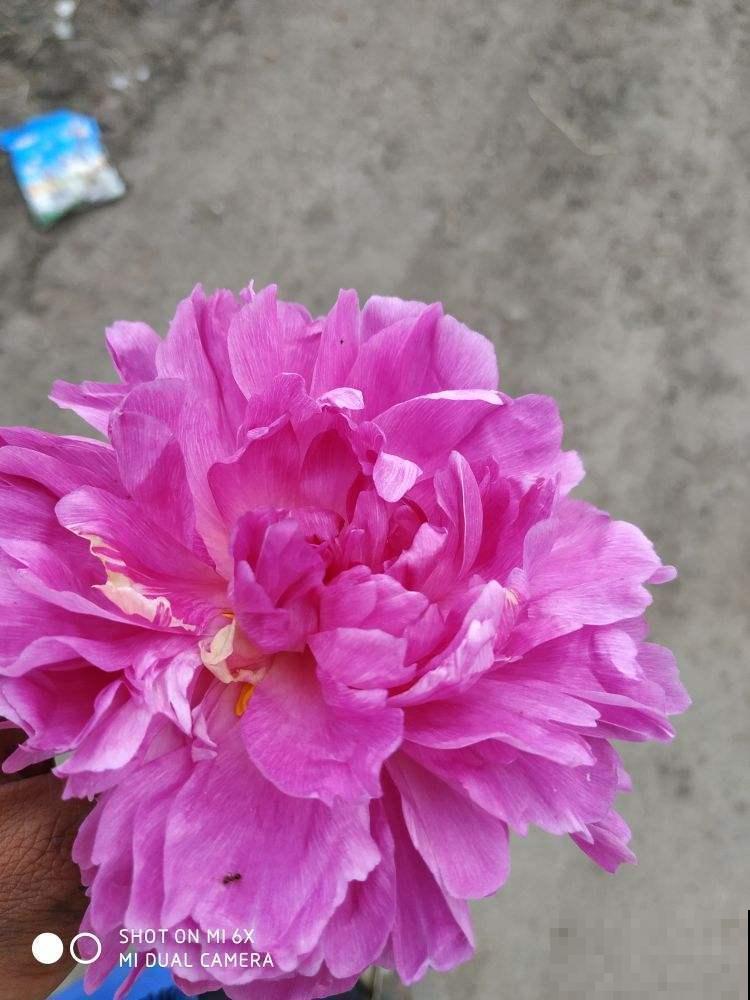 这花就是现在种，长相不输牡丹，耐寒又好养！