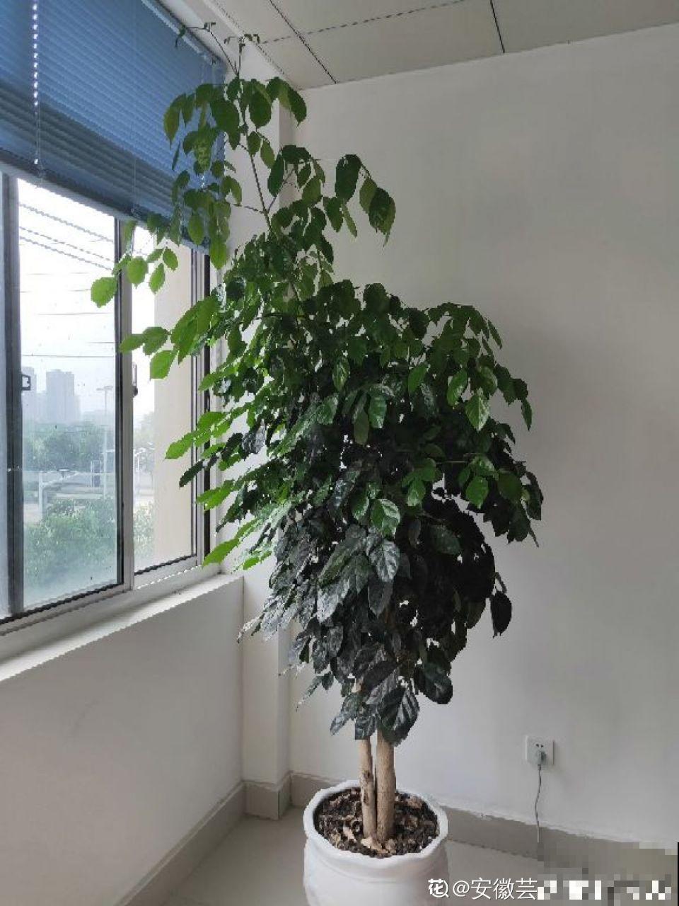 秋冬养花，这种水就别再浇了，不然叶子发黄还哗哗掉！