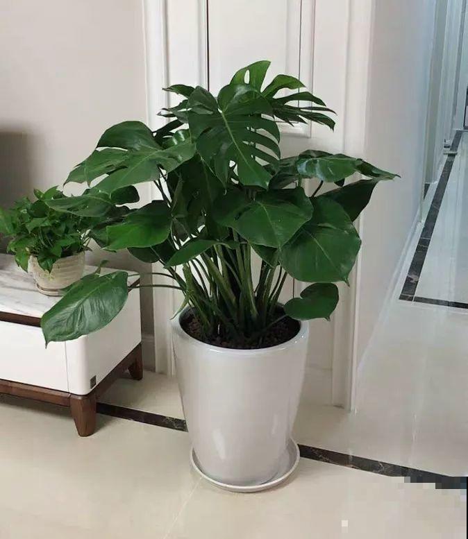 6种有气质的花，摆在哪里都是焦点，邻居全都跑来看！