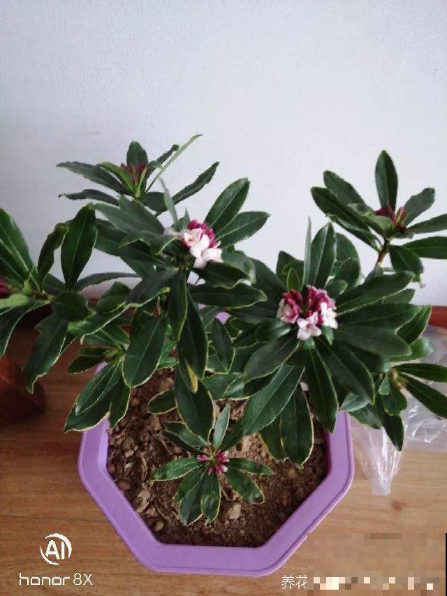 花市里猫腻多，碰见这10种花，再便宜也别买！