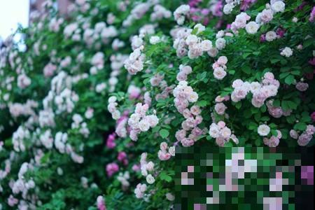 只见过1种颜色的蔷薇花？太可惜了，这些颜色都很好看