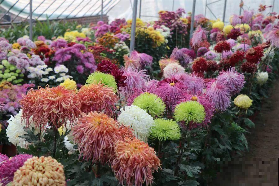 秋天最美、最耐寒的花，开花遍地金黄，看一眼就挪不动地！