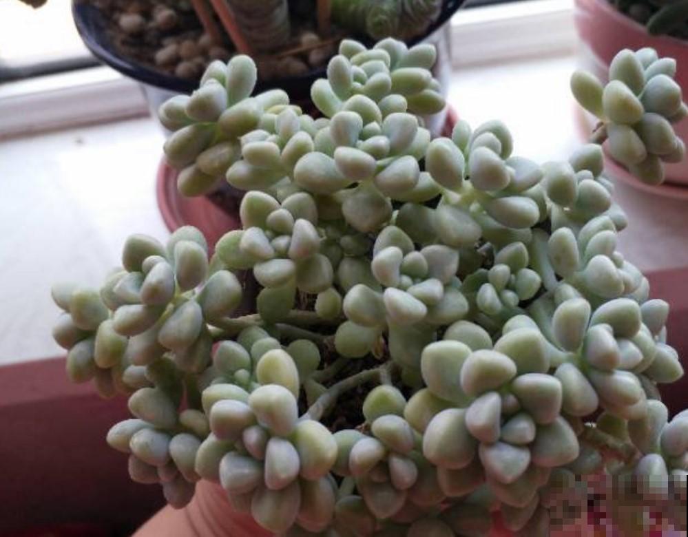千万别养多肉，因为你养上多肉后，会开始嫌弃别的花卉！