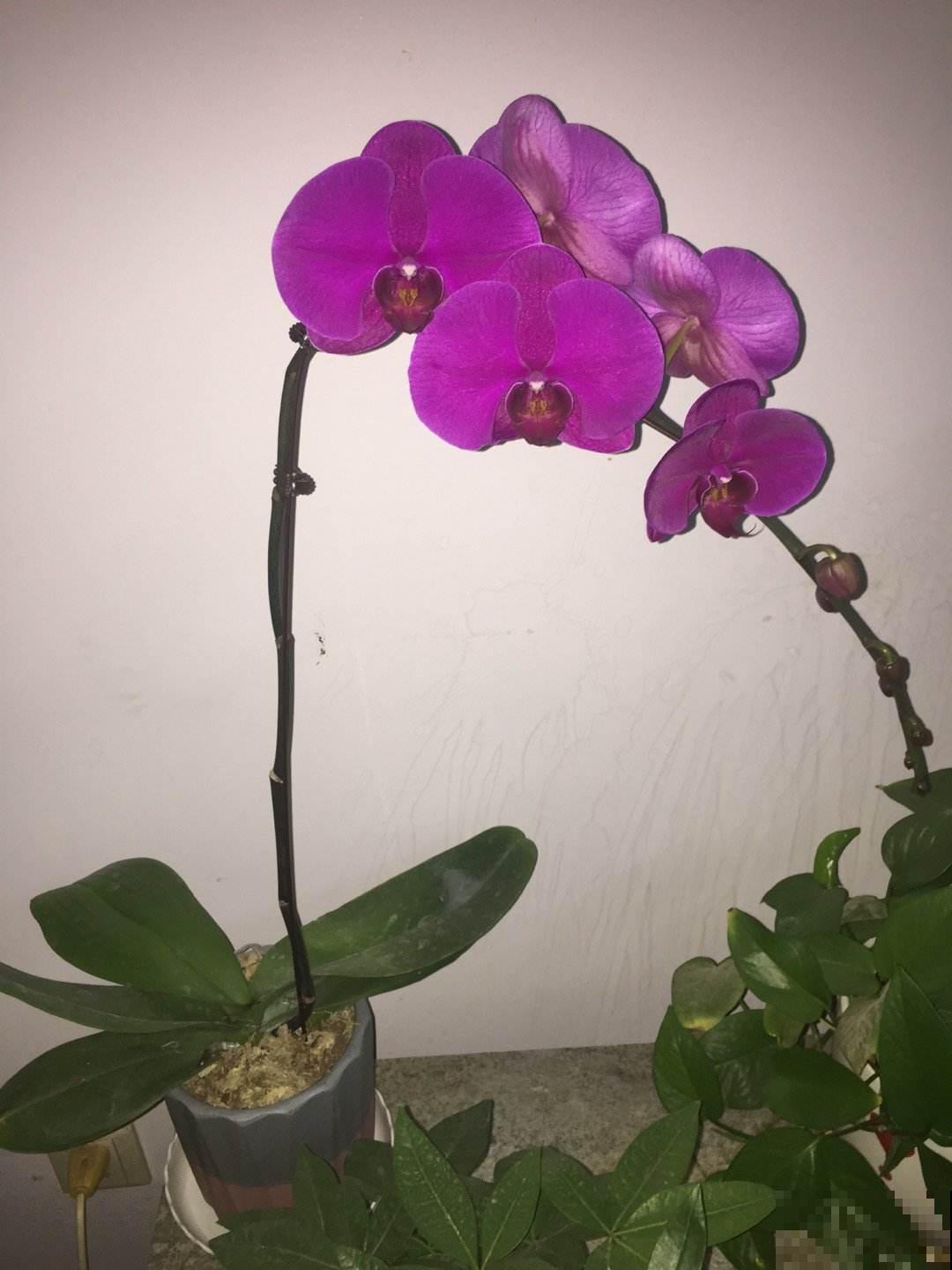 秋天开放的7种花，给秋天带来生机，不养太亏了