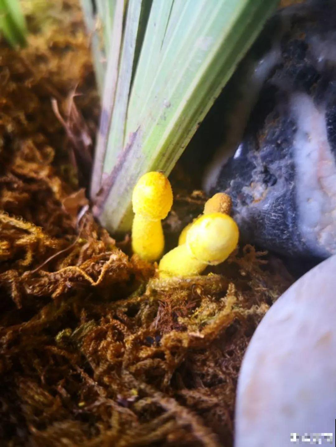 水培瓶里能养小鱼？别惊讶，还有养龙虾的呢！
