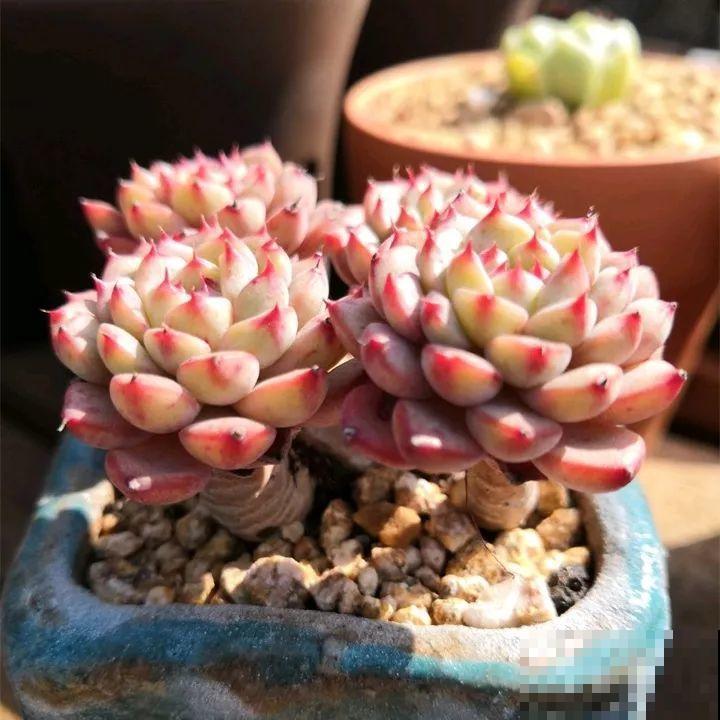 秋冬养了这种花，只要给它晒太阳，不用施肥都长胖！