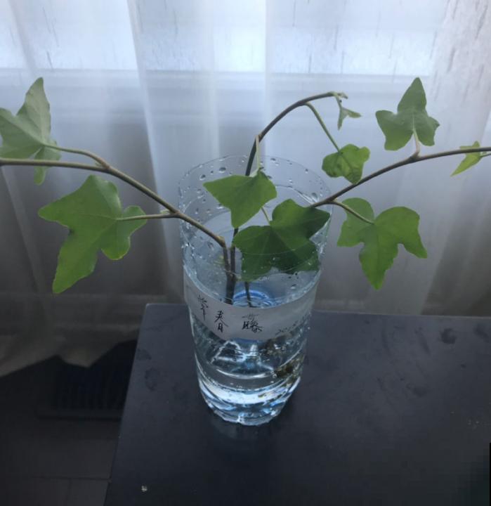 徒长的枝条别浪费，栽土里就活，一周生根赚大了！