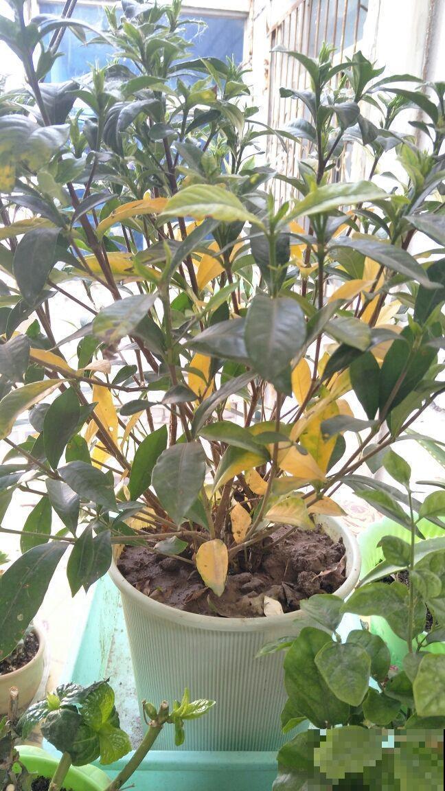 在家准备几头大蒜，可以驱虫防鼠，养花不用愁