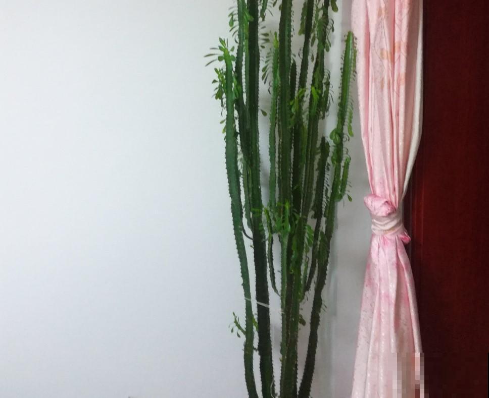 这花长的真丑，寓意却好，你会在家摆一盆吗