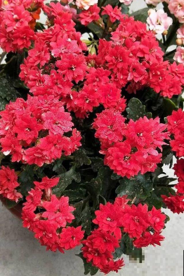 蟹爪兰光长叶子不开花？用它喷一喷，能看一冬天！