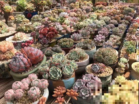 爱上多肉8年，她付出了所有，数量多到可以摆满整个天台！