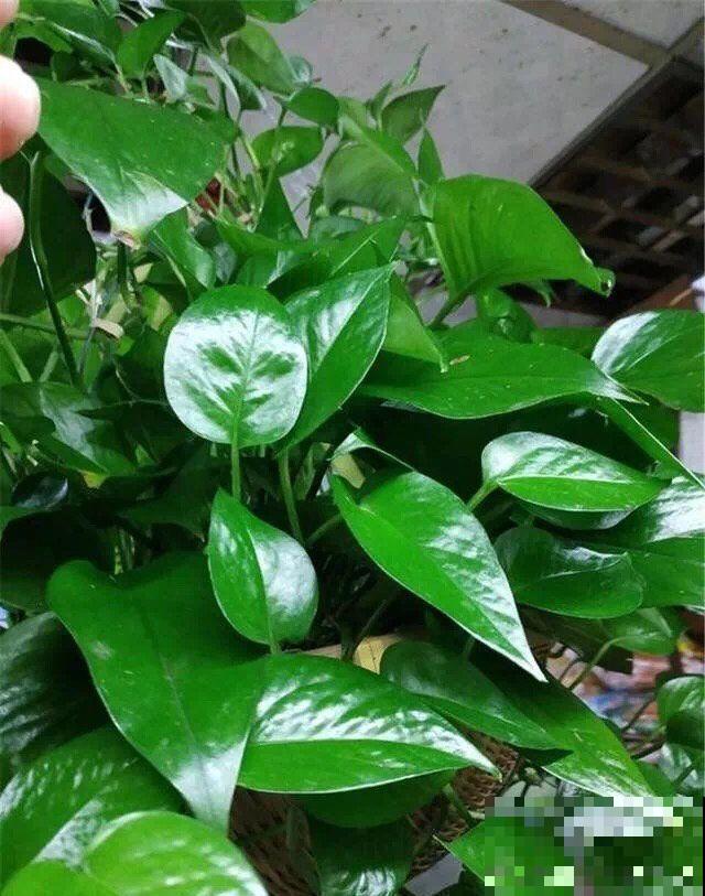给花喂点抗冻肥，叶子又肥又绿，越长越有劲儿！