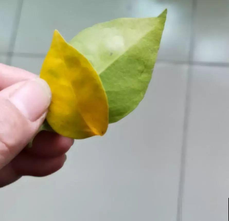 秋冬养花，这种水就别再浇了，不然叶子发黄还哗哗掉！