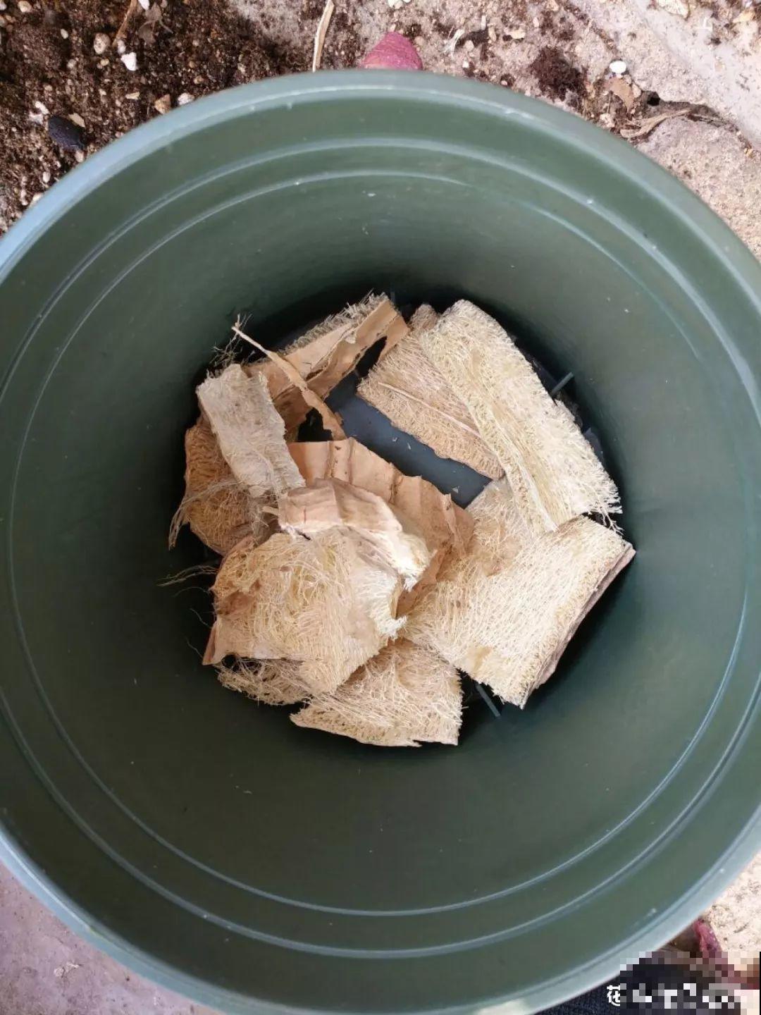 老丝瓜不要丢，剪碎了垫盆底，养花10年不烂根！