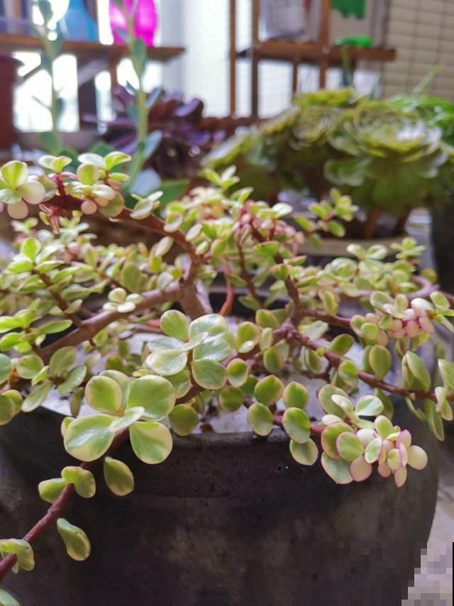 她家的花一年把盆挤爆，开花连绵不断，原来只因秋天做过这事！