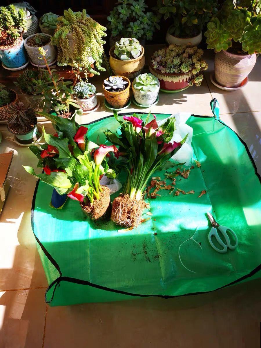 这花特皮实，少浇水、多晒太阳，开花2个月不歇气！