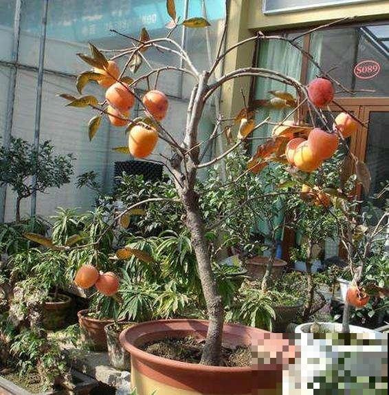 脆柿子吃完后，小黑核直接吐花盆里，几天冒出茂盛小森林！