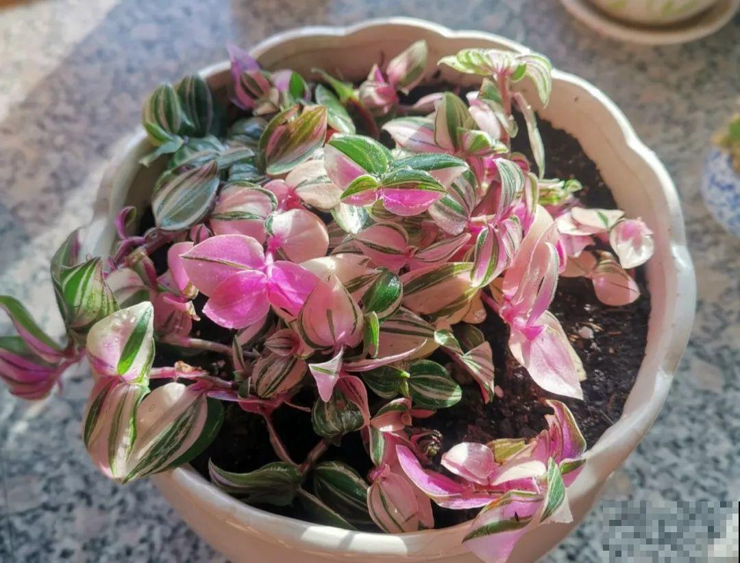 2种耐阴花，摆家里有格调，比绿萝吊兰都好看！