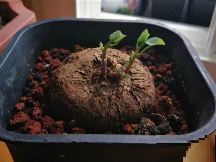 别看这花光秃秃，一喷水就窜叶，越养越值钱！