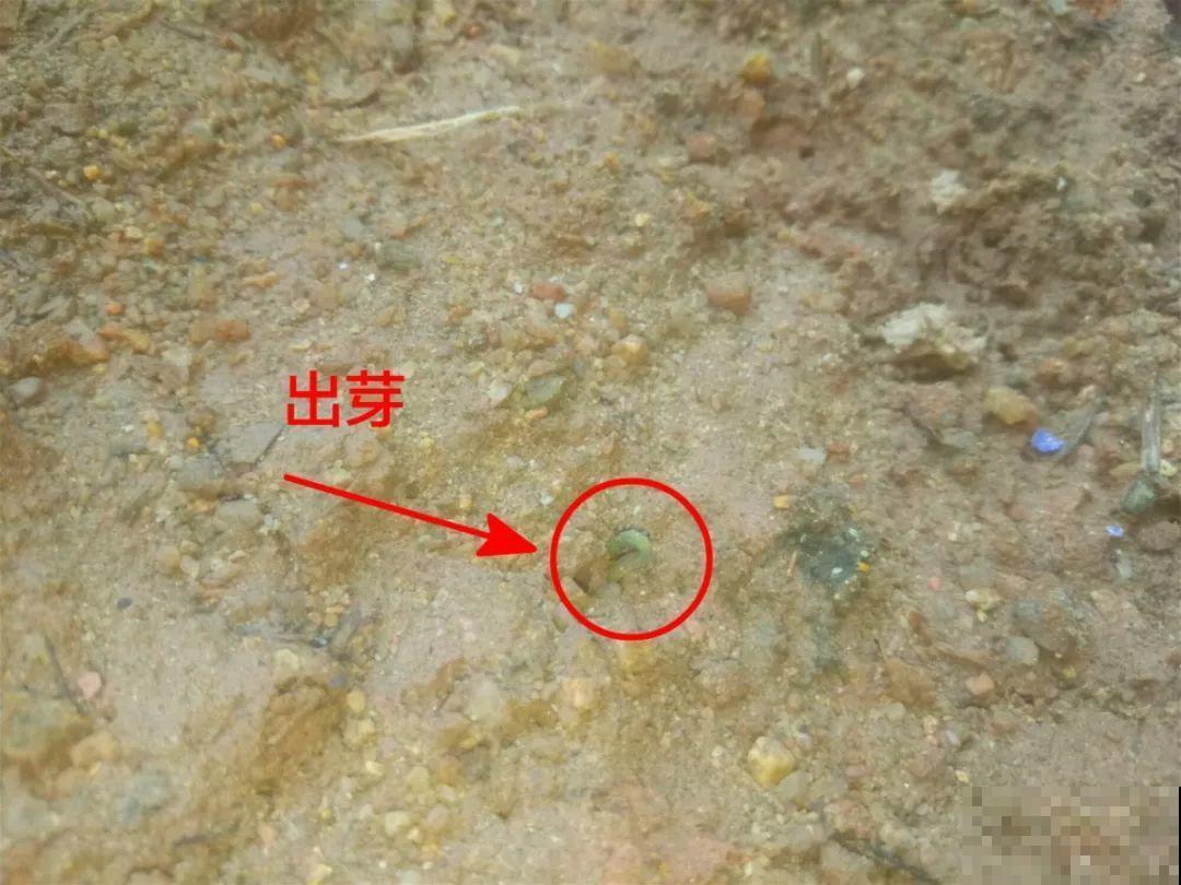这2种盆景很值钱，不用买，一粒种子就能种出来！