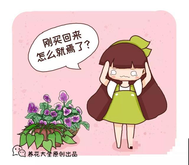 初冬季节，刚买的花可别放这儿养，小心活不过3天！