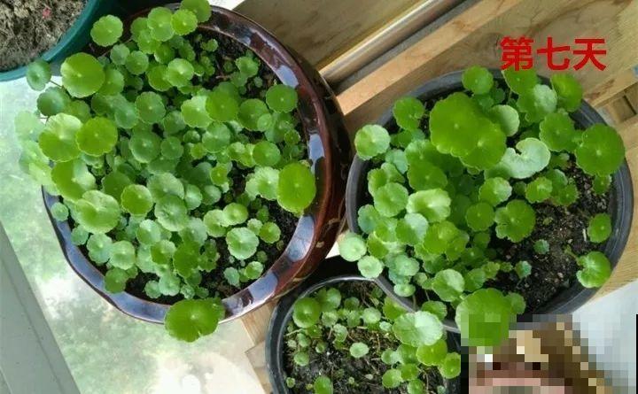 4种花狠心剃光头，剪完就能发新芽，蹭蹭长爆盆！