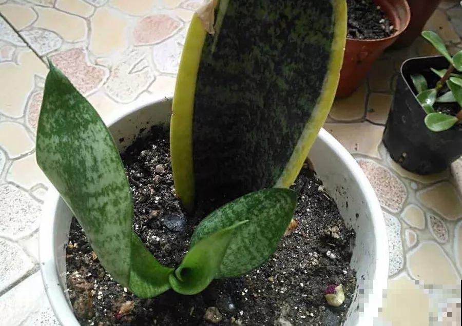 这3种花最好别扦插，越养越难看，重瓣花也能变单瓣！