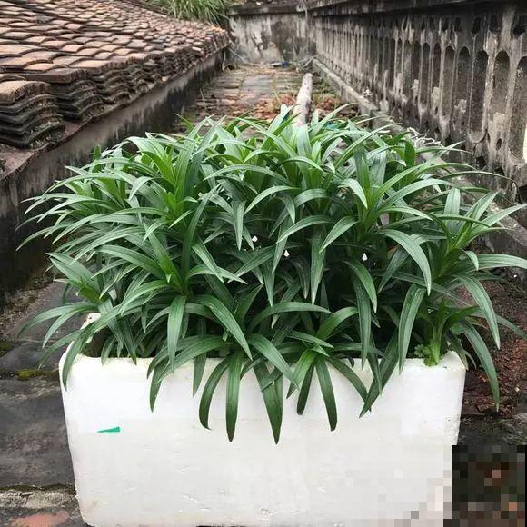 开败的百合这样一处理，能长一缸的小球，花盆都不够用！