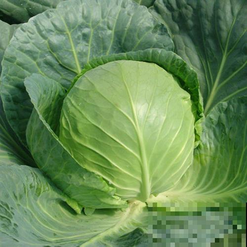 养护越冬蔬菜用这仨妙招，明年开春立马就能吃，柔嫩健康又省钱