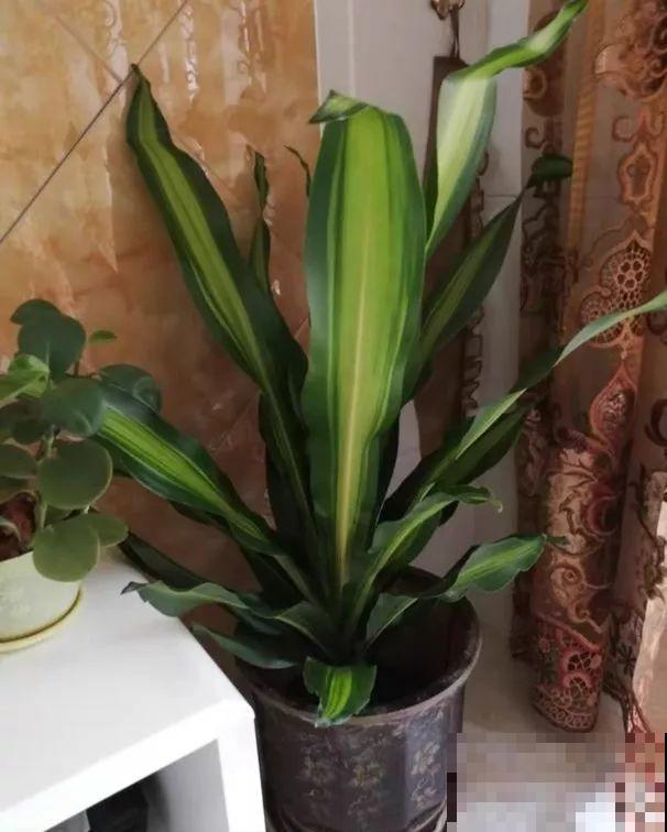 6种有气质的花，摆在哪里都是焦点，邻居全都跑来看！