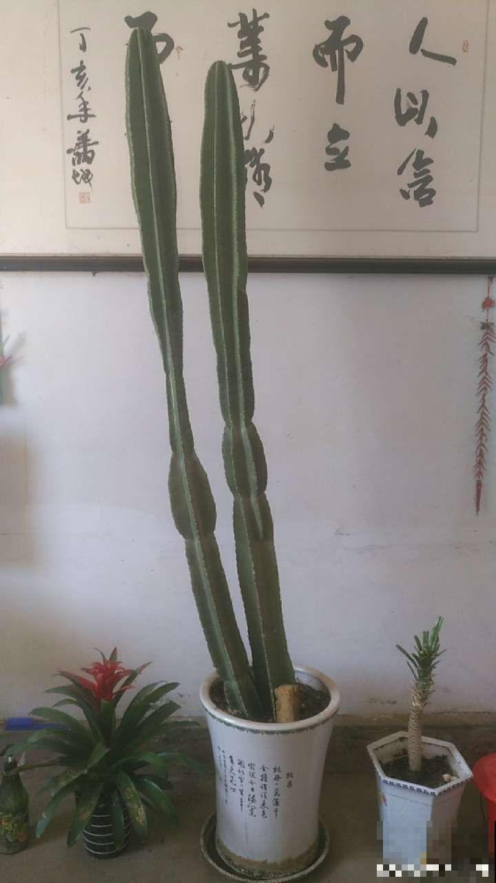 秋冬最好养的花，剪1根枝能插10盆，别再花钱买了！